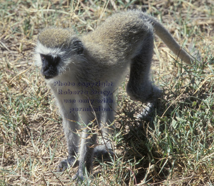 vervet monkey Tanzania (East Africa)