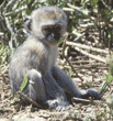 vervet baby Tanzania (East Africa)