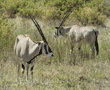 two beisa oryxes