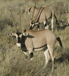 beisa oryxes