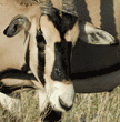 beisa oryx close-up