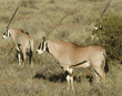 beisa oryxes