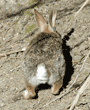 brush rabbit, rear view
