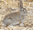 brush rabbit, side view