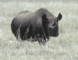 black rhinoceros Tanzania (East Africa)