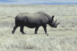 black rhinoceros Tanzania (East Africa)