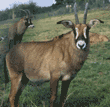 roan antelopes