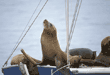 sea lions on boat
