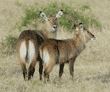 two waterbucks, adult and juvenile