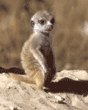 meerkat kit