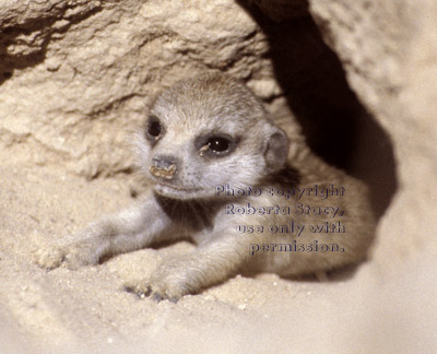 meerkat baby at burrow opening