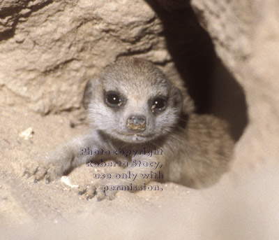 meerkat baby (kit, pup) at burrow opening