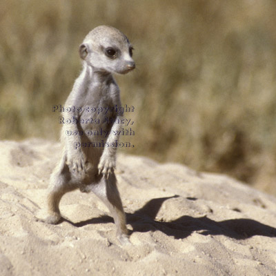 very young meerkat baby (kit, pup)