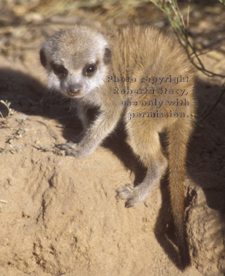 meerkat baby (pup, kit)