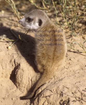 meerkat baby (pup, kit)