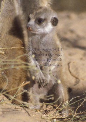 baby meerkat (kit, pup)