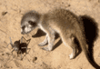 meerkat pup and bug