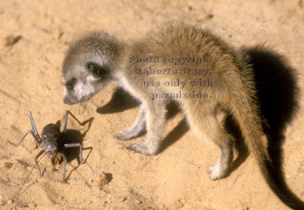 baby meerkat & big insect