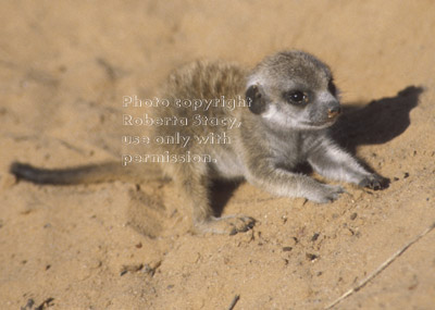 meerkat baby (kit, pup)