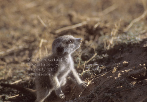 meerkat baby climbing hill