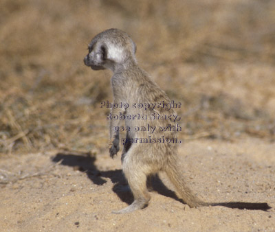 standing meerkat baby