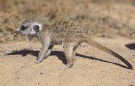 open-mouthed meerkat baby