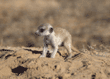meerkat baby