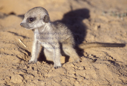 meerkat baby (kit, pup)