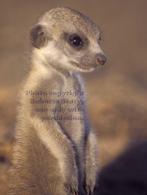 close-up of meerkat baby