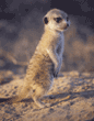 meerkat pup