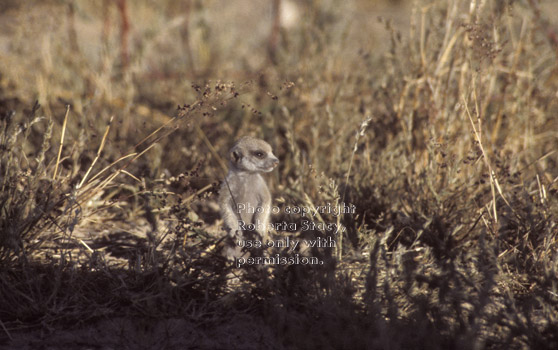 meerkat baby alone in desert