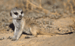 meerkat baby