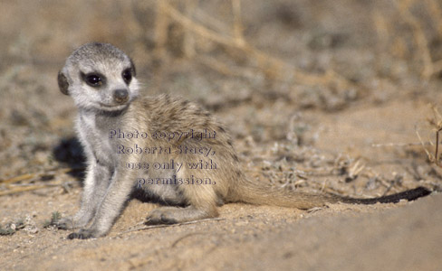 baby meerkat sitting