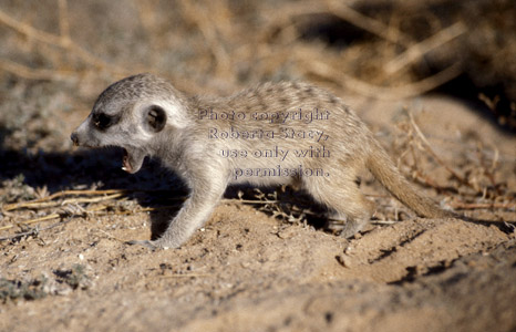 open-mouthed baby meerkat