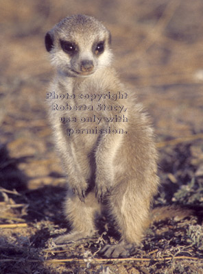 meerkat baby standing