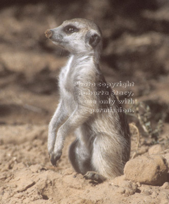 meerkat juvenile (immature)
