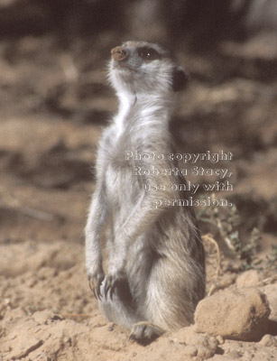 immature meerkat (juvenile)
