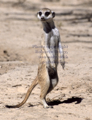 meerkat adult standing guard