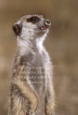 slender-tailed meerkat adult