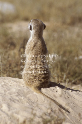 rear view of sitting meerkat adult