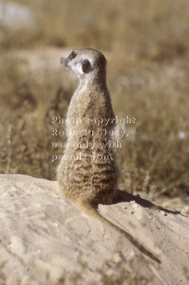 meerkat adult sitting