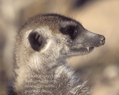 meerkat adult close-up