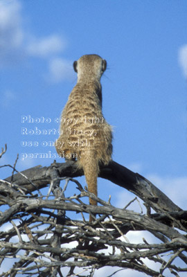 meerkat adult lookout