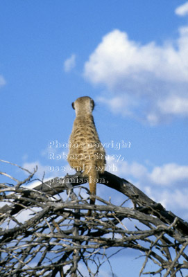 adult meerkat lookout
