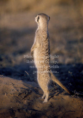 standing meerkat adult