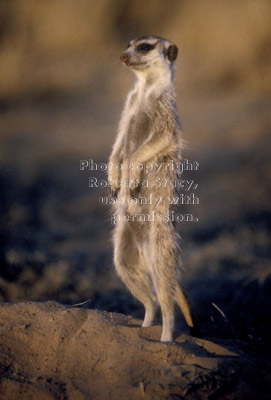 standing meerkat facing sun
