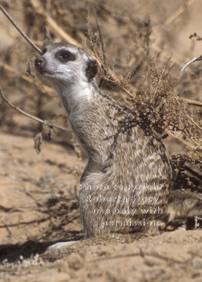 sitting meerkat adult