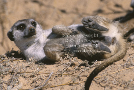 meerkat, visible foot pads
