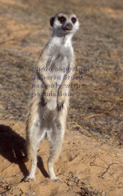 meerkat adult