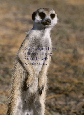 adult meerkat